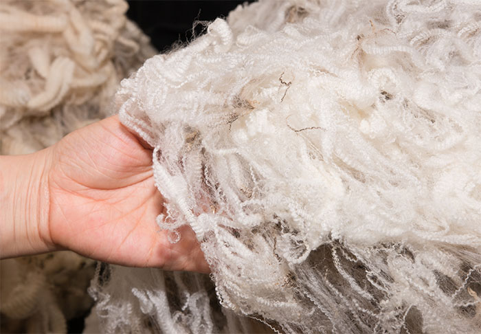 Pile of high quality merino wool in woman's hand
