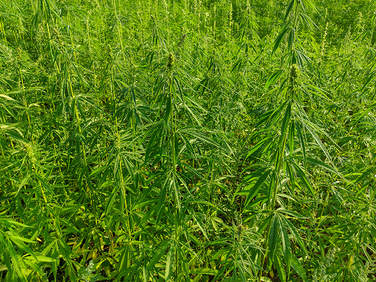 Agricultural field of hemp or cannabis. Growing annual herbaceous flowering plant for industrial needs.